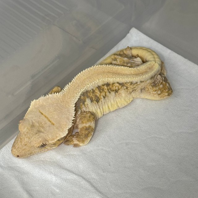 트라이 솔리드백 풀핀 릴리화이트