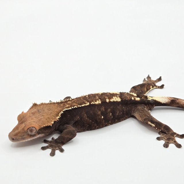 다크 트라이 카푸치노 핀스트라이프