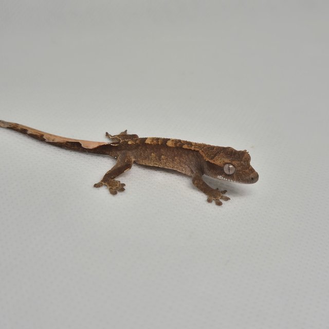 노멀 트라이 익스트림할리퀸