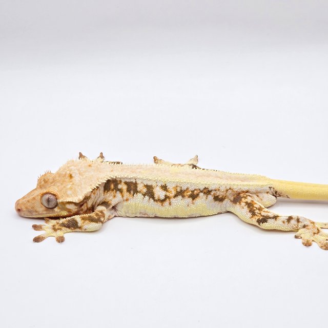 트라이 릴리화이트 솔리드백