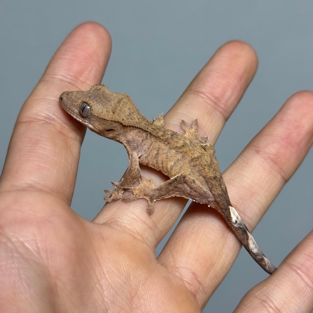 팬텀 스트로베리 브린들