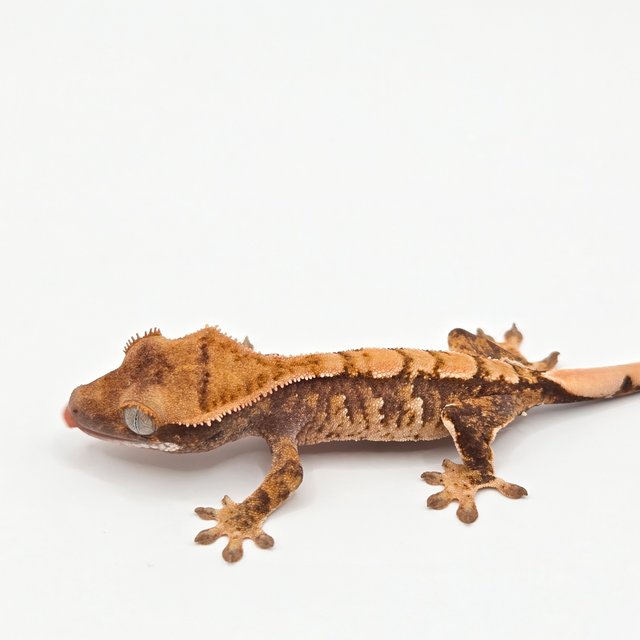 트라이 익스트림할리퀸 화이트스팟 노멀