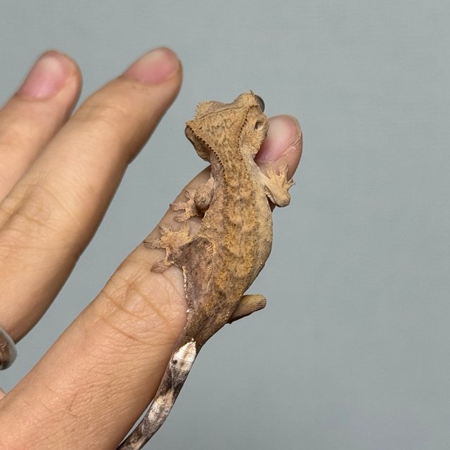 팬텀 스트로베리 브린들