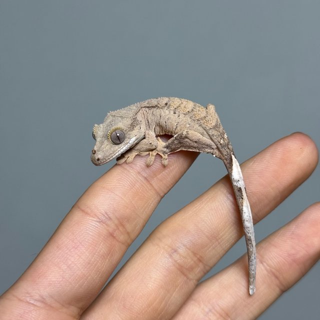 팬텀 브린들 벅스킨