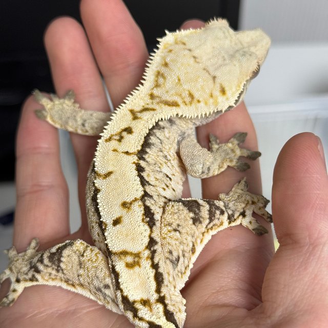 트라이 익스트림할리퀸