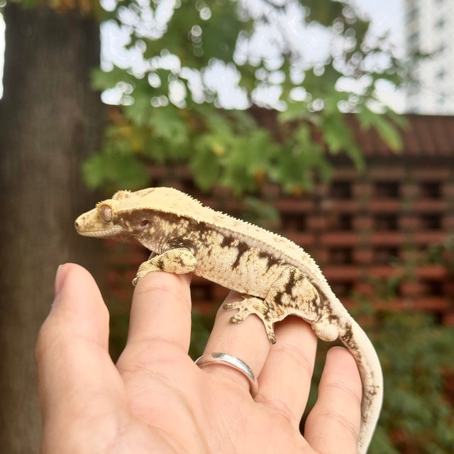 노멀 드리피 화이트스팟