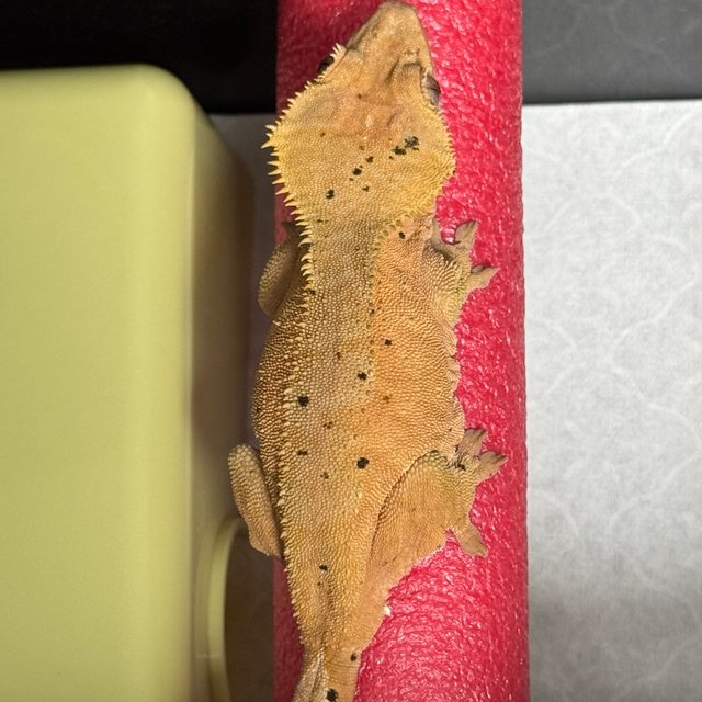 레드 달마시안 팬텀