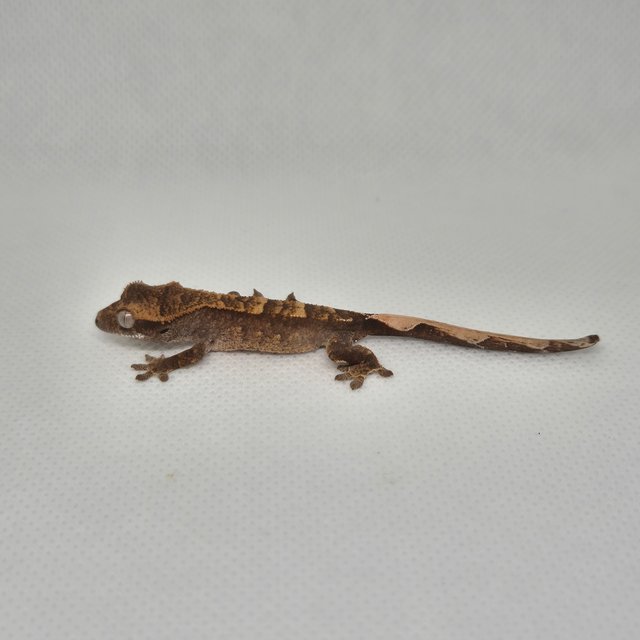 노멀 트라이 익스트림할리퀸