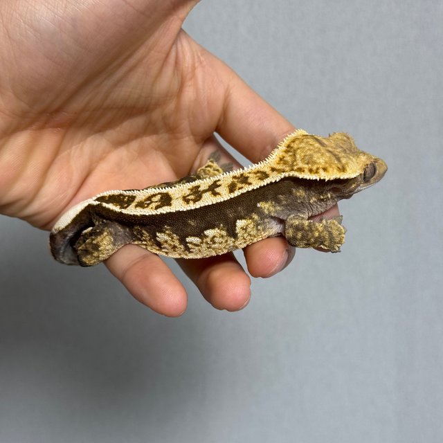 노멀 쿼드 핀스트라이프 풀핀