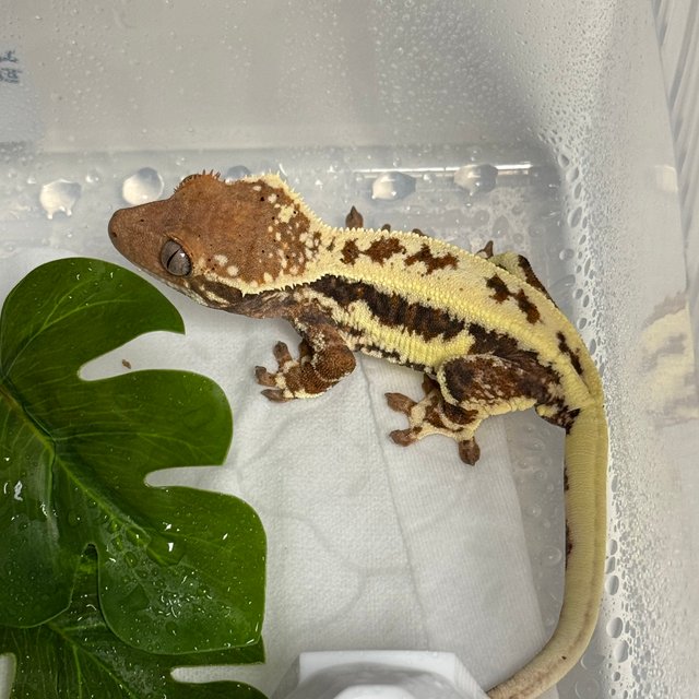 프라푸치노 풀핀