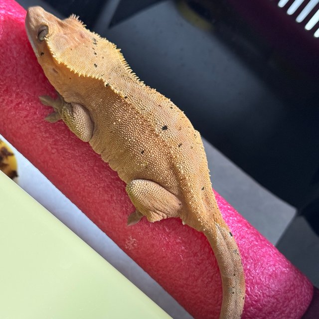 레드 달마시안 팬텀