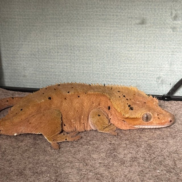 레드 달마시안 팬텀