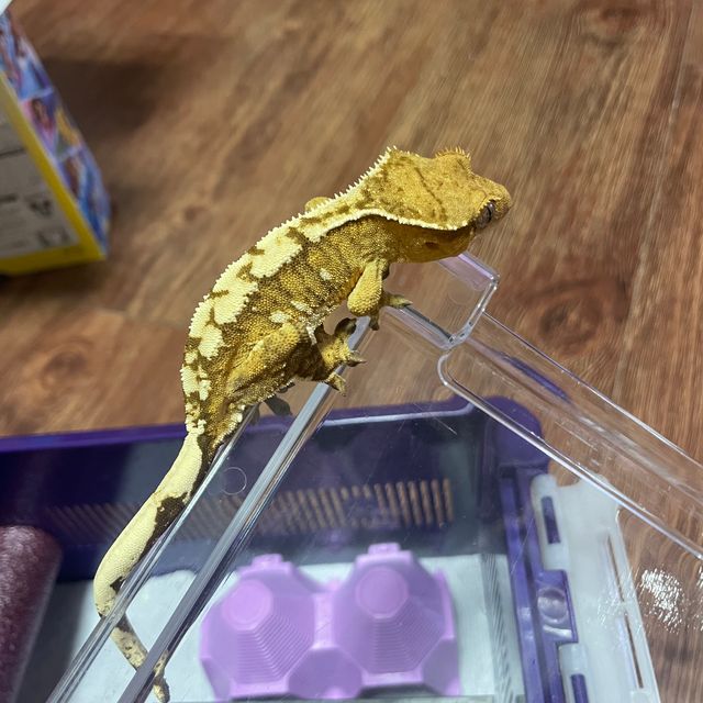 노멀 익스트림할리퀸 크림
