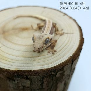 레드 릴리화이트
