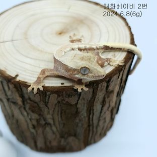 레드 릴리화이트