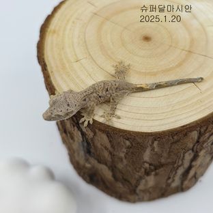 동배