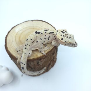 슈퍼달마시안