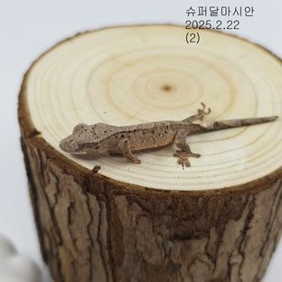 동배