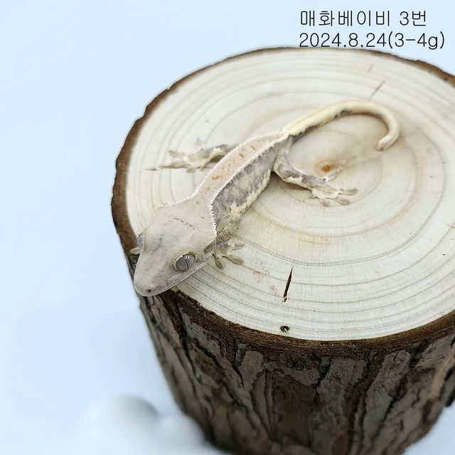 레드 릴리화이트