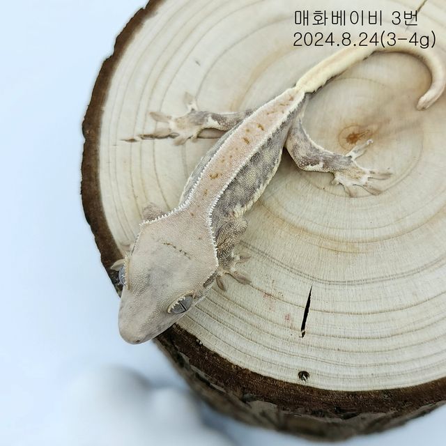 레드 릴리화이트