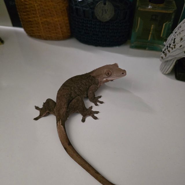 다크 팬텀