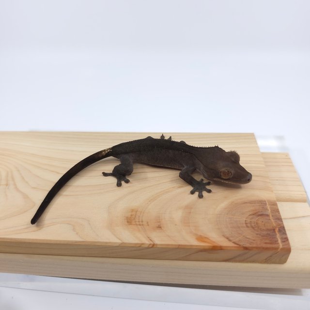 다크 팬텀 카푸치노