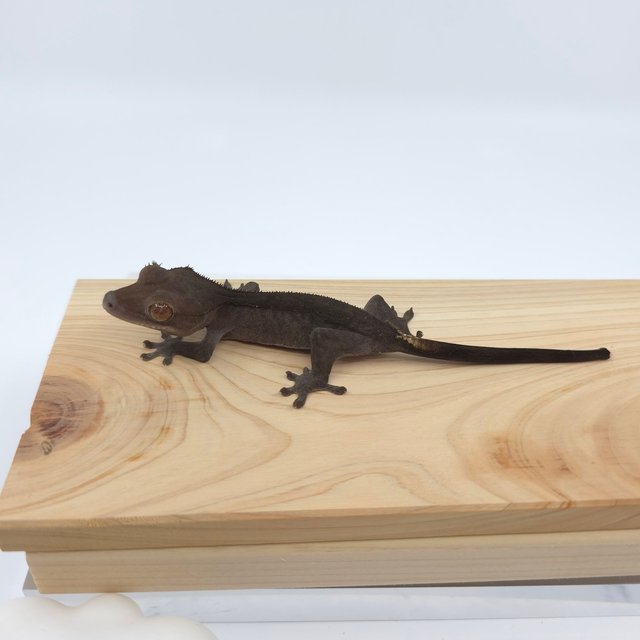 다크 팬텀 카푸치노