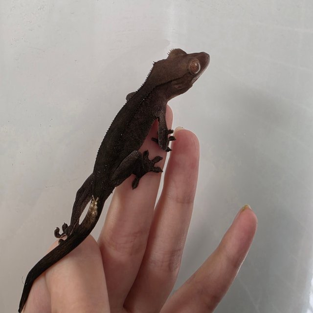 다크 팬텀 카푸치노