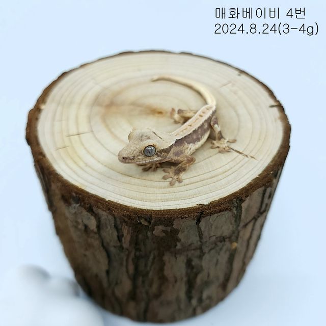 레드 릴리화이트