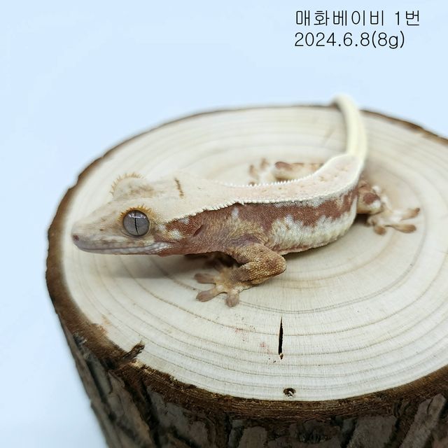 레드 릴리화이트