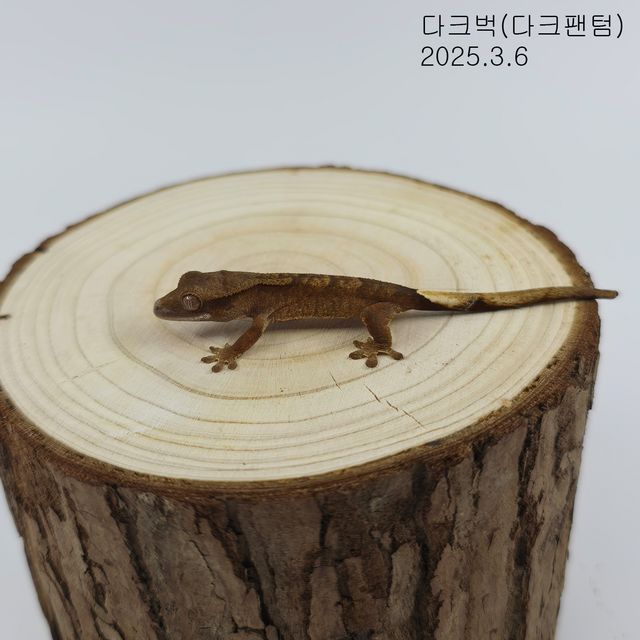 다크 팬텀