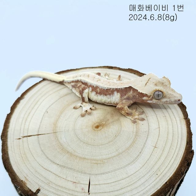 레드 릴리화이트