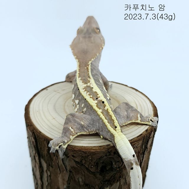 카푸치노 풀핀 화이트스팟
