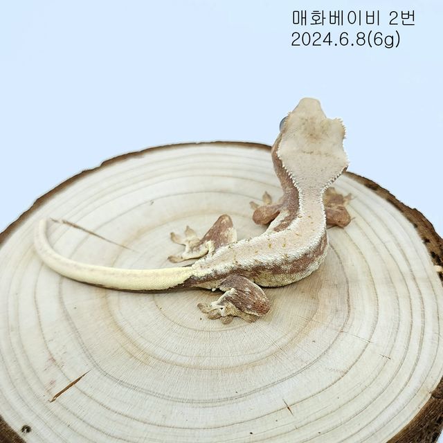 레드 릴리화이트