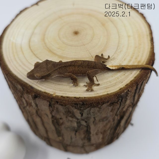 다크 팬텀