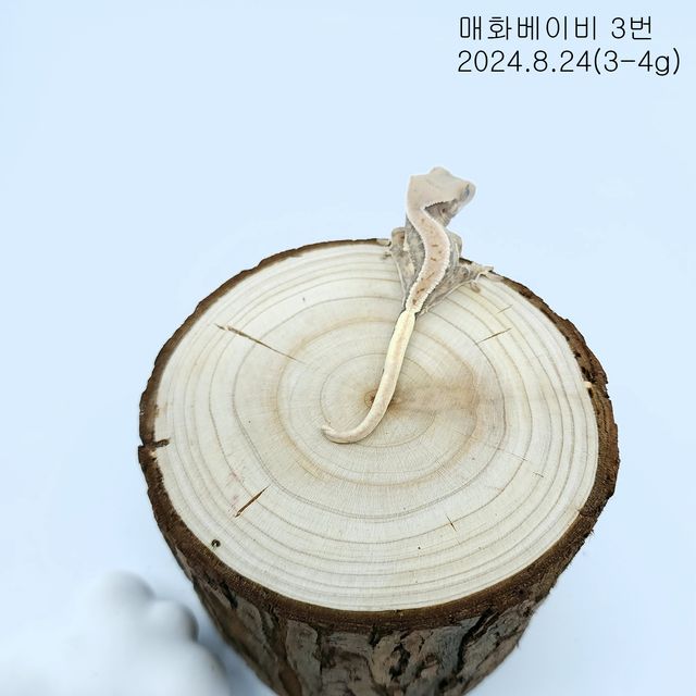 레드 릴리화이트