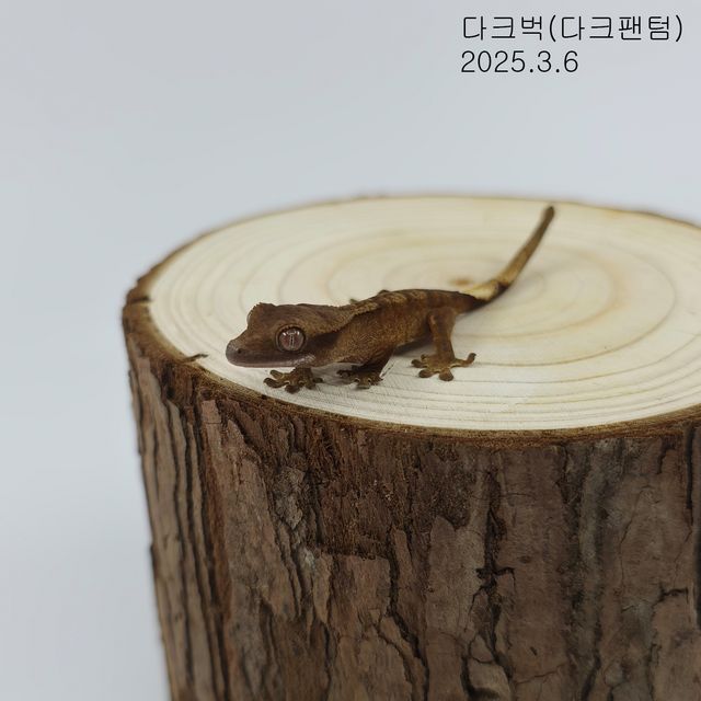 다크 팬텀