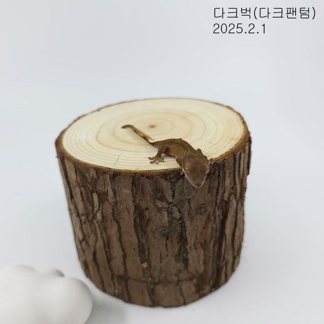 다크 팬텀