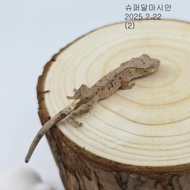 슈퍼달마시안