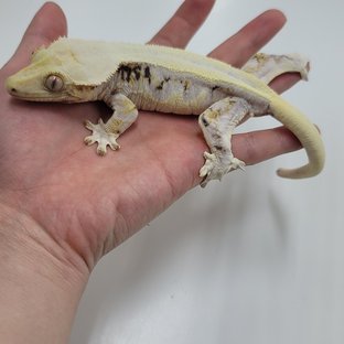 릴리화이트 솔리드백