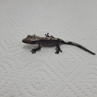 아잔틱