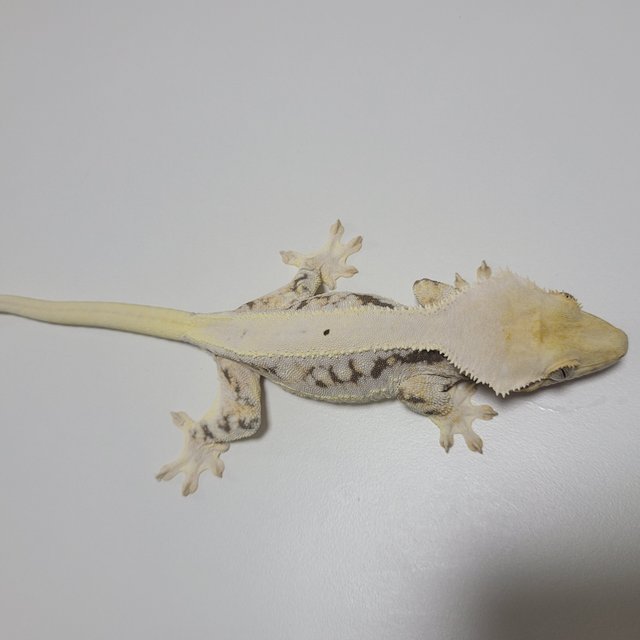 릴리화이트 솔리드백