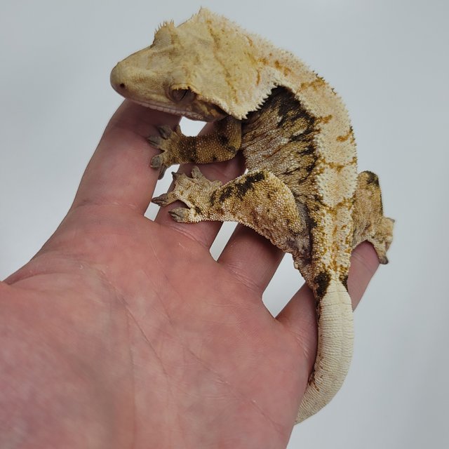 트라이 익스트림할리퀸 노멀