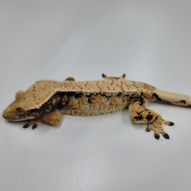 트라이 익스트림할리퀸