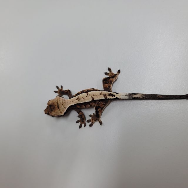 세이블