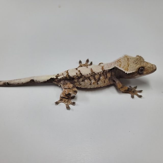 세이블