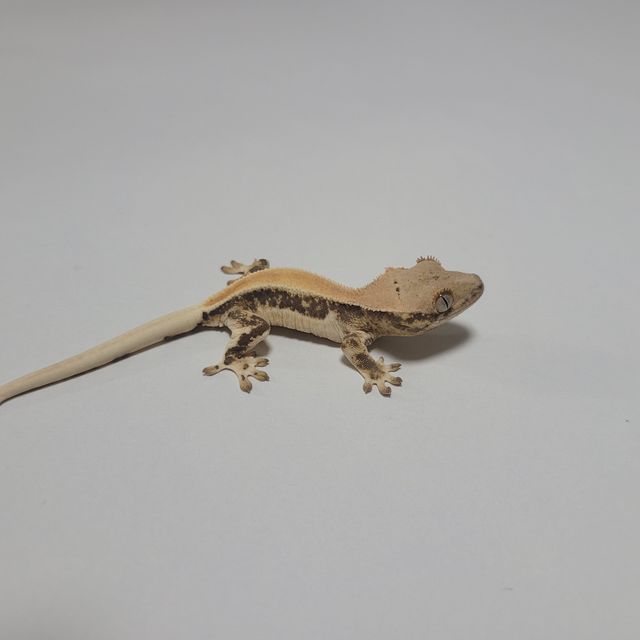 릴리화이트 솔리드백