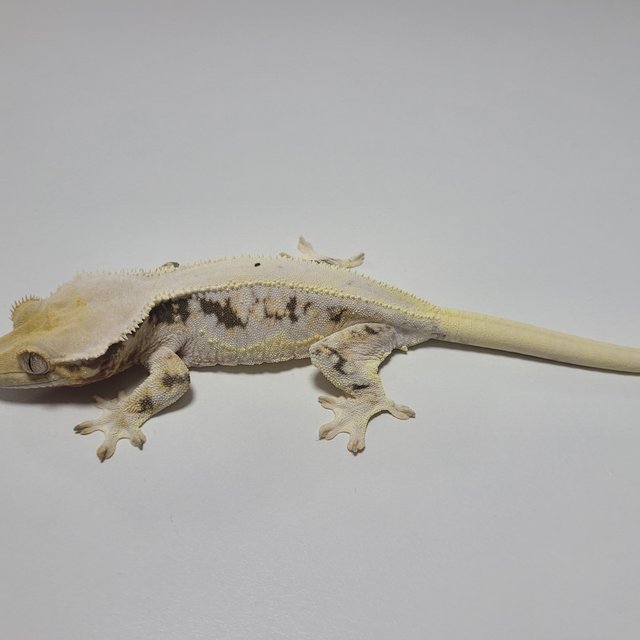 릴리화이트 솔리드백