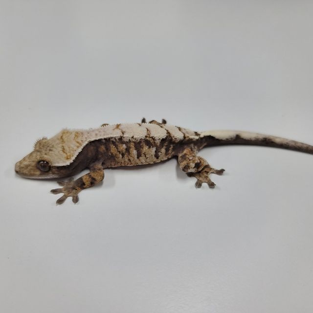 세이블