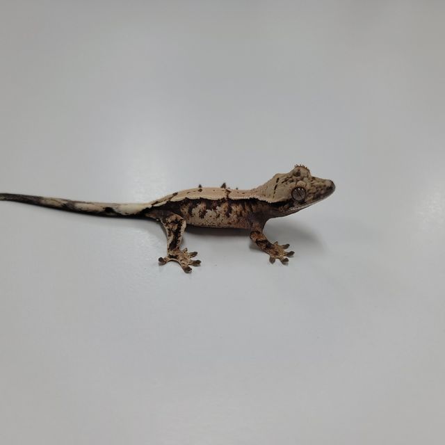세이블